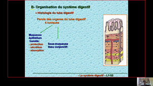 Physiologie digestive 2