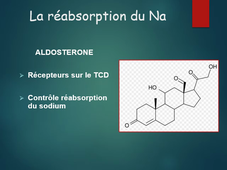 Rein et fonction endocrine