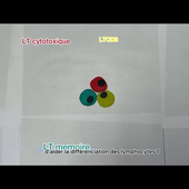 Vidéo 6 Immunologie