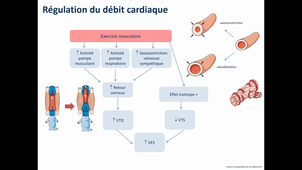 STAPS L1 PHYSIO 3 CARDIOVASCULAIRE TD 2 CORRECTION