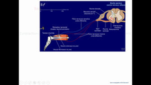 L2 Neurophysiologie correction exercices