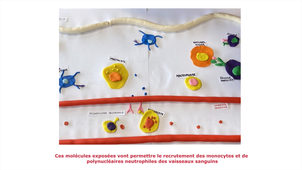 Vidéos_B46_immulogie_groupe11