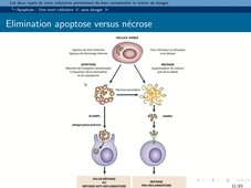 B67 - Immunologie 2 - Chapitre 2 - Les cellules mortes