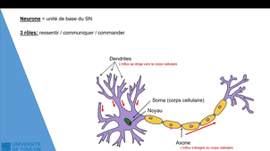 Partie 1 CM NEUROPHYSIOLOGIE Licence 1 STAPS
