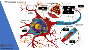 TD2 - Neurone & PA (Neurophysiologie 1)
