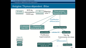 B46-Immunologie1-Chapitre3-III-fin