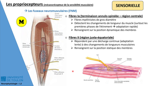 CM2 - Neurophysiologie L2