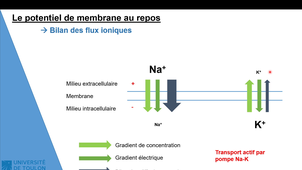 Partie 2 CM NEUROPHYSIOLOGIE Licence 1 STAPS