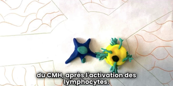 Version finale video immunologie groupe 2.mov