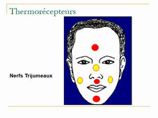 L2 Physiologie 6 CM3 Physiologie de L'apnée