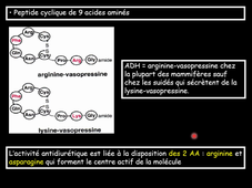 Endocrino 04 L3Bio