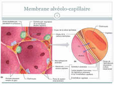 Système respiratoire 2