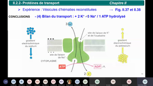 Cours B11_n°14_16 11 2020
