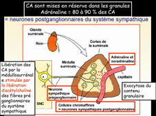 Endocrino 10 L3Bio