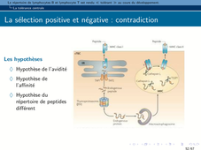 B67 - Immunologie 2 -Chapitre 1 - Tolérisation