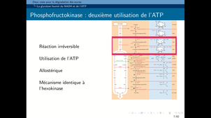 B51-chapitre3-I-Catabolisme-oses