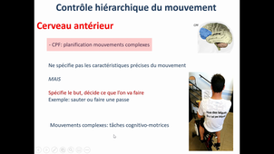 L2 Neurophysiologie 2 Gruet 2ème CM
