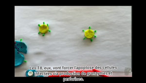 Immuno groupe 5.mp4