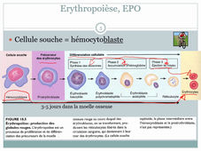 Sang et système cardiovasculaire 1