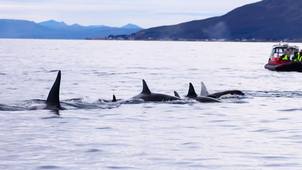 Projet ADAPREDAT FJORD3D : l’Université de Toulon à l’écoute des cétacés des fjords arctiques norvégiens