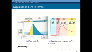 B46-Immunologie1-Chapitre3-IV-A Regulation