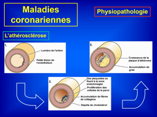 L3 APAS CARDIO 2020 cours n°2