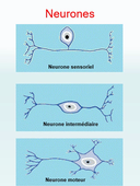 CM2 PHYSIO 1 L1 STAPS 2020-2021