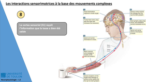 CM3 - Neurophysiologie L2