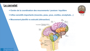 Partie 4 CM NEUROPHYSIOLOGIE Licence 1 STAPS