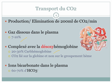 Système respiratoire 3