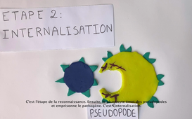 vidéo immunologie Groupe 13