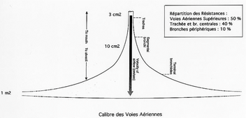 L1 STAPS - Physiologie 3 - La Fonction Respiratoire - CM3