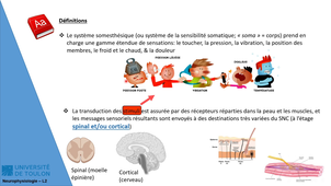 CM1 - Neurophysiologie L2
