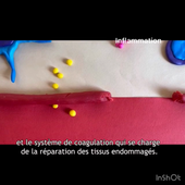 Groupe 3 video immunologie