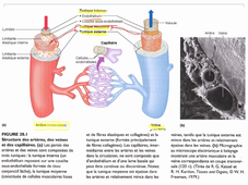 Sang et système cardiovasculaire 3