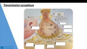 Partie 3 CM NEUROPHYSIOLOGIE Licence 1 STAPS