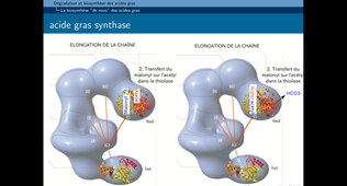 B51 - chapitre 4 - Biosynthèse des lipides