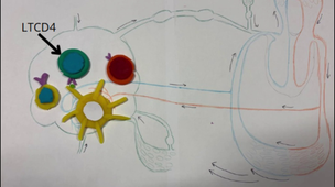 Vidéo pathogènes RAB46