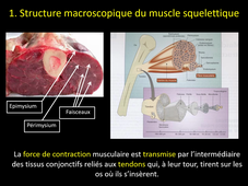Physiologie musculaire CM1 L1