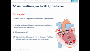 STAPS L1 PHYSIO 3 CARDIOVASCULAIRE GRUET PARTIE 2