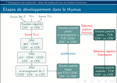 B67 - chapitre 1  Développement des T