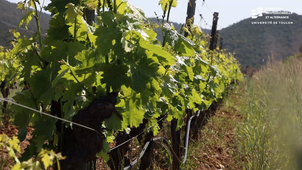 DU Œnotourisme : Définition Œnotourisme et produits du terroir durable