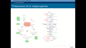 B51-chapitre3-II-biosynthèses-oses
