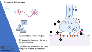 TD3 - Les synapses (Neurophysiologie 1 - Robin SOURON)