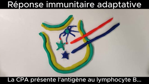 RAB46 - Réponses immunitaires - Vidéo07