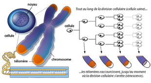 L3 APAS - Vieillissement normal, 
