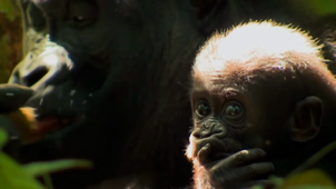 Et si les gorilles pouvaient participer aux compétitions sportives humaines?